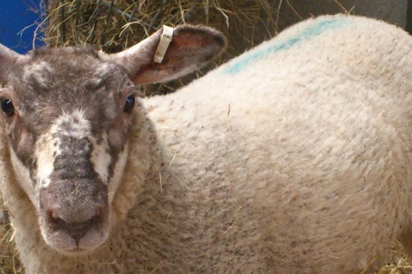 in vitro assays to help develop and maintain effective anthelmintic drugs to treat parasite infections in livestock