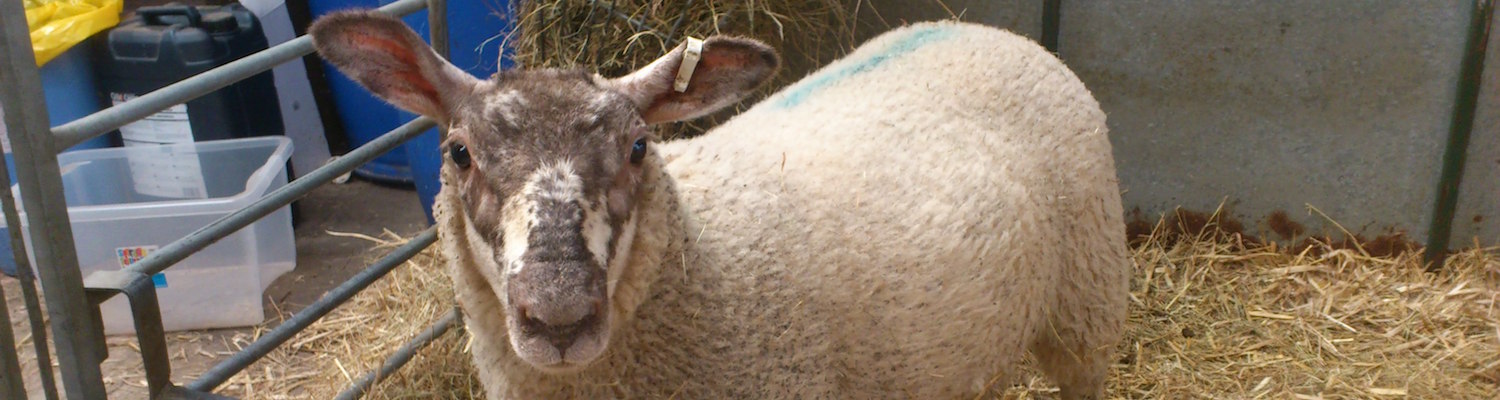 in vitro assays to help develop and maintain effective anthelmintic drugs to treat parasite infections in livestock