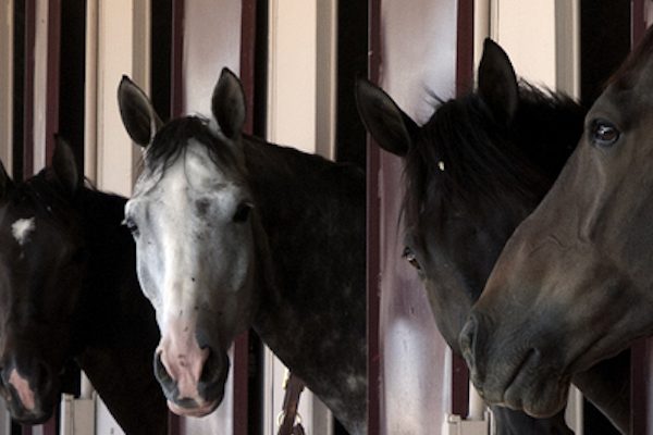 Worm egg counts for horses for effective equine worming strategies