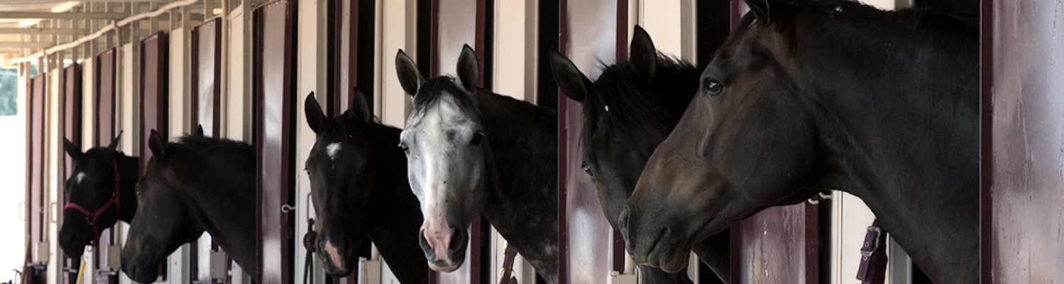 Worm egg counts for horses for effective equine worming strategies