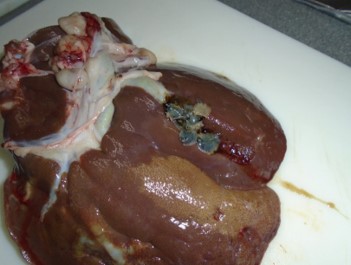 Ridgeway Research Ltd | Liver damageand adult liver fluke