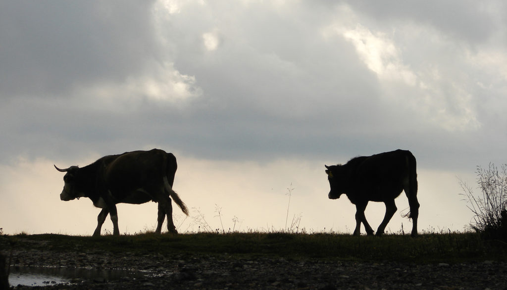 dairy|cow|progesterone|ridgeway|research