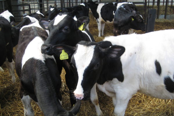 dairy|cow|ridgeway|research