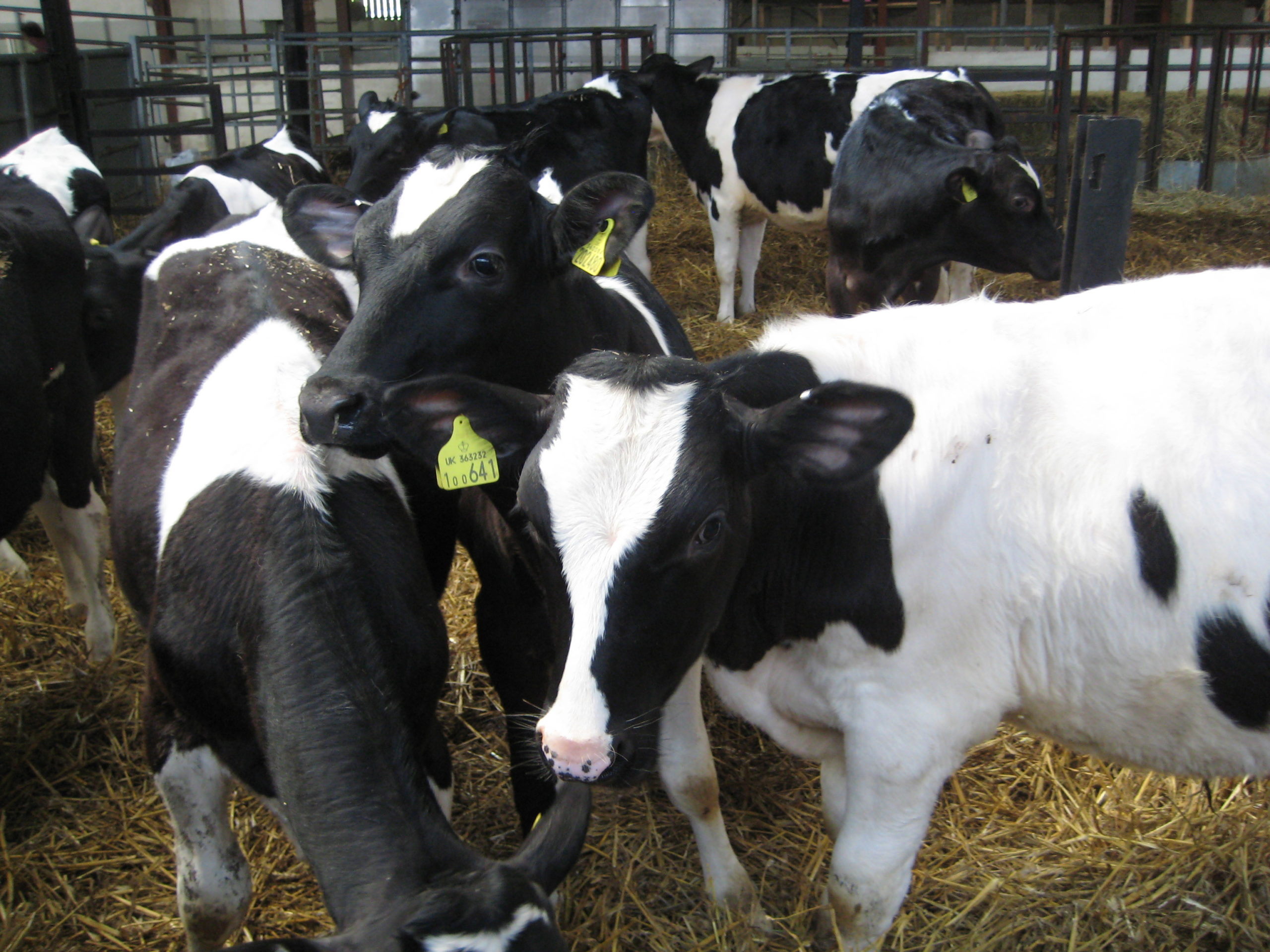 dairy|cow|ridgeway|research