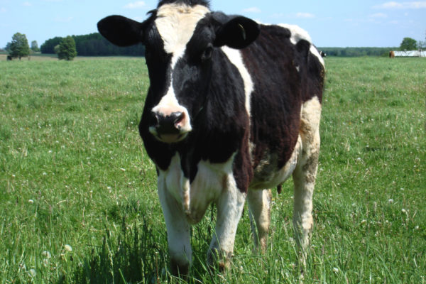 dairy|cow|progesterone|ridgeway|research