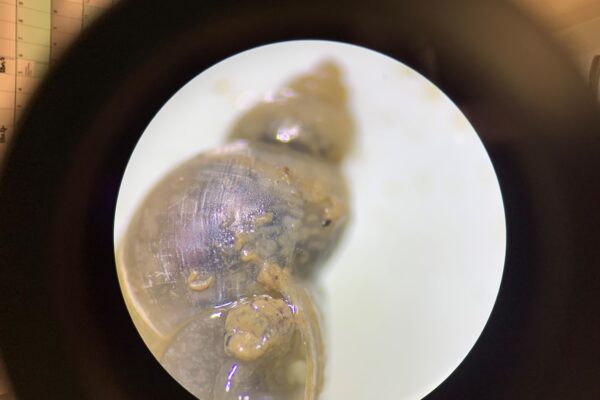 Infected Liver fluke snail