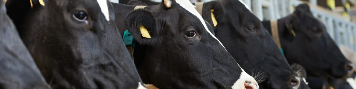 Johnes disease cow dairy