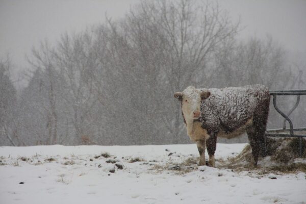 cattle_cow_lice_winter