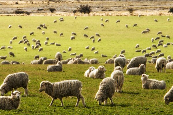 Clostridial diseases can seriously damage sheep flocks.