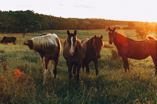 Overstocking horses in a field increases risk of parasites