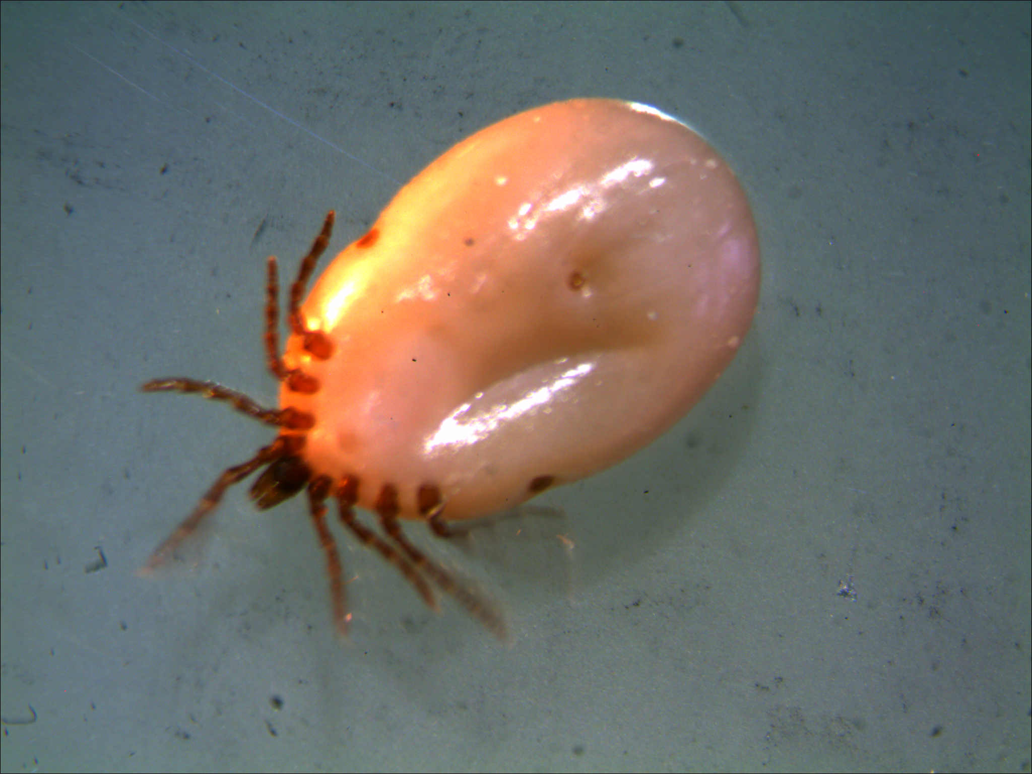 Many different species of tick can feed on animals.