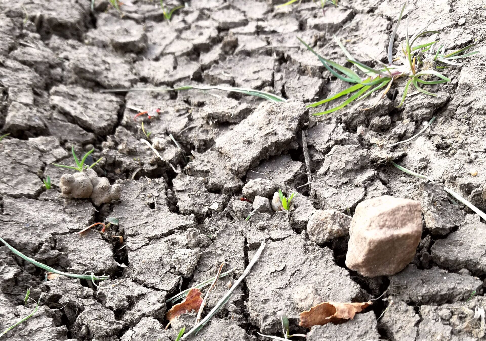 Grazing deficits are common as this year's spring is too dry and cold for optimal grass growth.