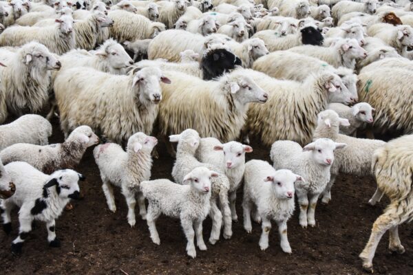 Some flocks experienced lamb loss of up to 60% in the first Schmallenberg outbreak.