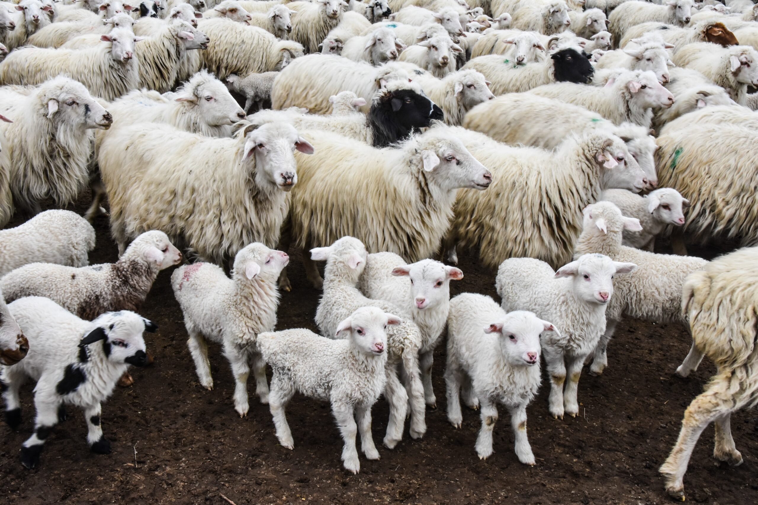 Some flocks experienced lamb loss of up to 60% in the first Schmallenberg outbreak.