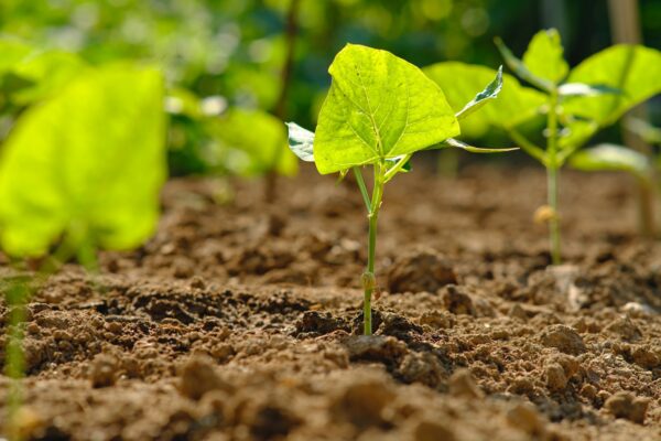 regenerative agriculture