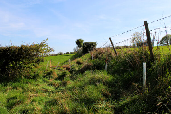 Over our tree planting day, we managed to plant 70 oak and ten hazel saplings.
