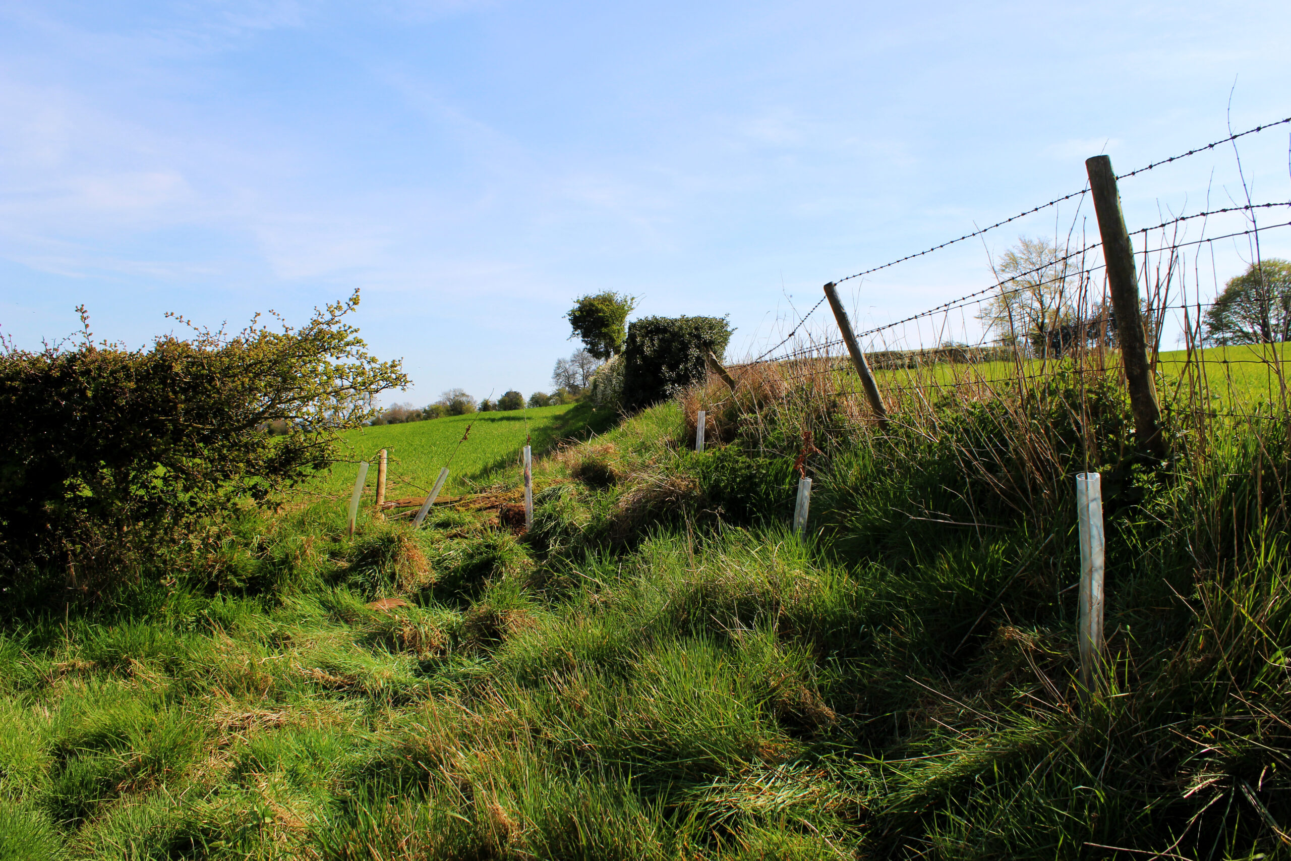 Over our tree planting day, we managed to plant 70 oak and ten hazel saplings.
