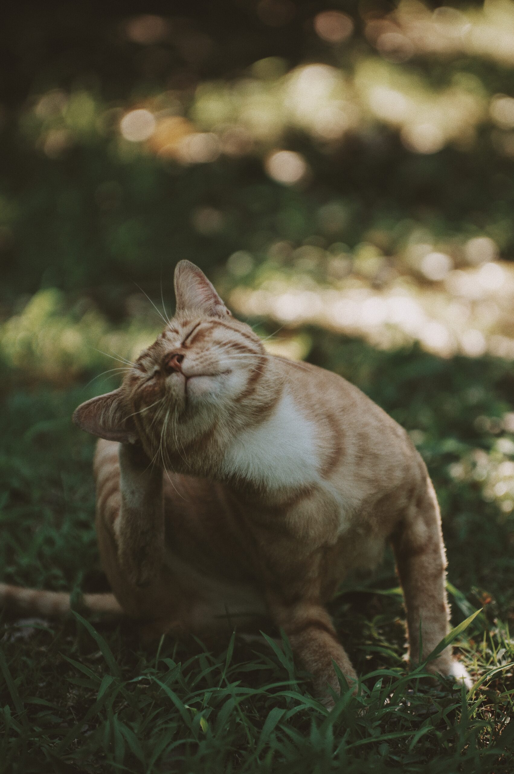 Scratching can be a sign that an animal has fleas.