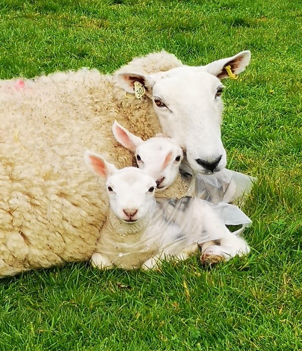 Eimeria adenoides significantly hampers economics in agriculture. It can be deadly to turkey flocks and needs to be checked. Read more...