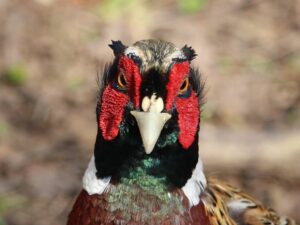 Coccidia is a parasite that can devastate the gamebird industry. Read more to find out about the common species affecting pheasants, such as Eimeria colchici, Eimeria duodenalis and Eimeria phasiani.