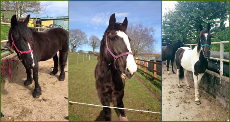 Ridgeway Research is hosting an opportunity to learn more about the parasites infecting these companion animals; this workshop will help you understand the gastrointestinal worms found within your equine friends.