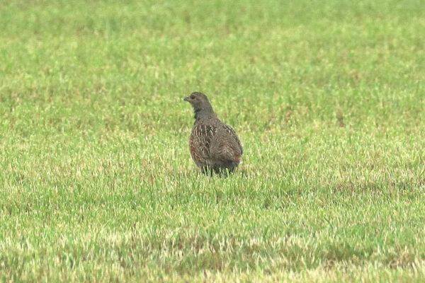 Partridges