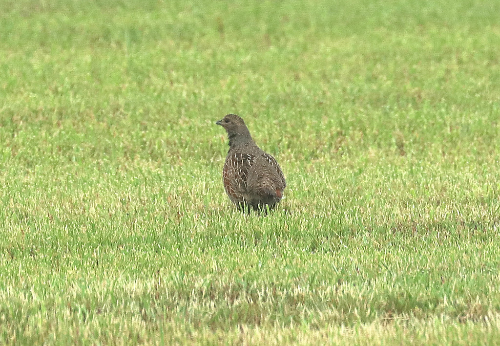 Partridges