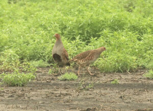 Gray Partridges
