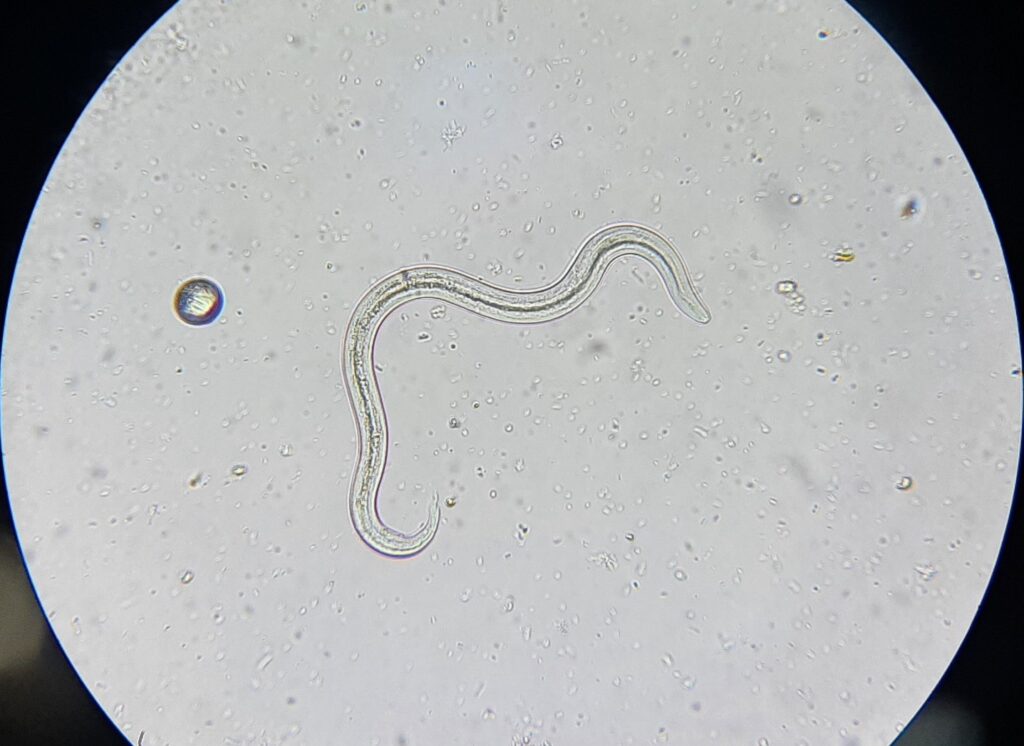 Angiostrongylus vasorum is a metastrongyloid nematode, negatively affecting both domestic dogs and various other canids. Read more here.