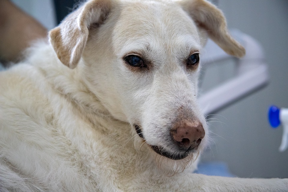The lungworm Crenosoma vulpis is a worldwide species of parasite that affects Vulpes sp. (True foxes), however it can secondarily affect dogs. Read more to find out how your companion may be at risk...