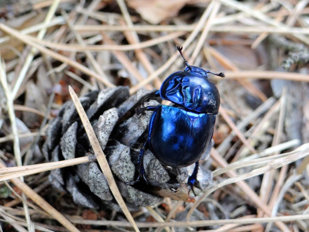 Dung beetles are a crucial part of the United Kingdom’s ecology and are responsible for the breakdown and decomposition of dung from all the major farm livestock species. Dung beetles help to fertilise the land and aerate the soil. It is estimated that in the cattle industry alone dung beetles contribute £367 million per year.