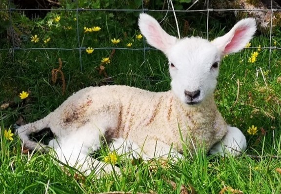 Have you ever considered why your sheep have intestinal parasites present at the end of the winter period? Hypobiosis or inhibition is one possibility. This occurs when the parasites that have been ingested during the autumn entered a stage of arrested development.