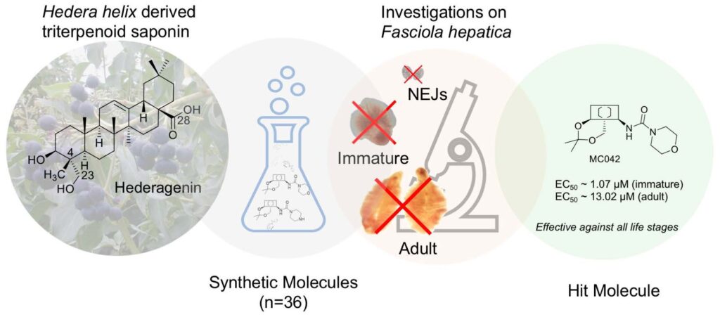 Infection with Fasciola hepatica (liver fluke) causes fasciolosis (or fascioliasis) and poses a considerable economic as well as welfare burden to both the agricultural and animal health sectors. Here, we explore the ex vivo anthelmintic potential of synthetic derivatives of hederagenin, isolated in bulk from Hedera helix.