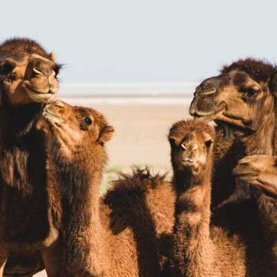Progesterone-ELISA-Test-Camel-Plasma-Serum