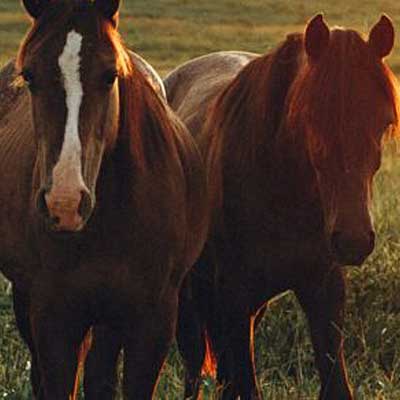 Progesterone-ELISA-Test-Equine-Plasma-Serum