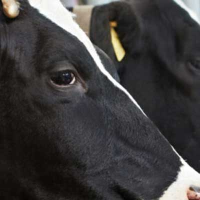 Progesterone-ELISA-Test-bovine-Plasma-Serum