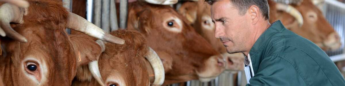 Progesterone-ELISA-Test-bovine-milk Progesterone-ELISA-Test-bovine-milk