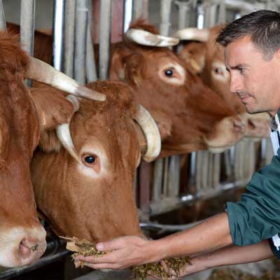 Progesterone-ELISA-Test-bovine-milk-sml