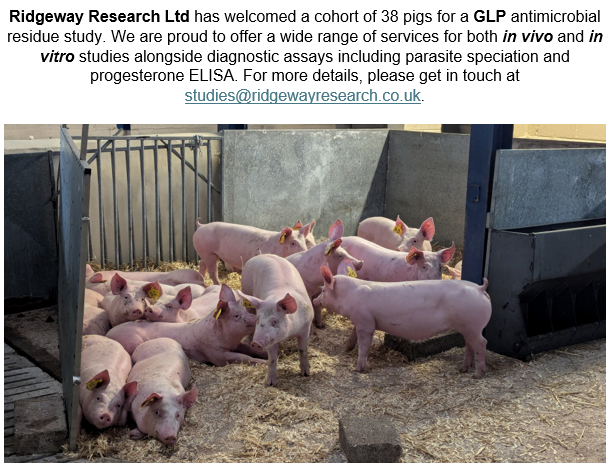Ridgeways Pigs!